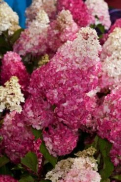 Hydrangea Paniculata Fraise Melba C4 30-40 Cm