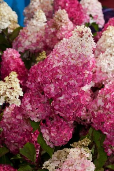 Hydrangea Paniculata Fraise Melba C4 30-40 Cm 1 Hydrangea Paniculata Fraise Melba C4 30-40 Cm