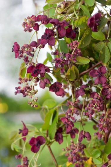 Akebia Quinata C2 60-70 Cm 2 Akebia Quinata C2 60-70 Cm - Afbeelding 2