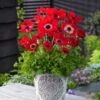 Anemone Coronaria 'Hollandia' Bol Cm 100 Stuks