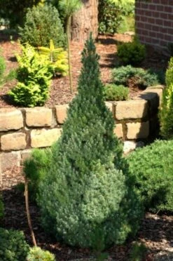 Picea Glauca 'Sander's Blue'
