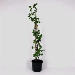 Corylus Avellana 'Contorta' C12 100-125 Cm