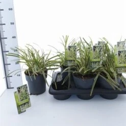 Carex Morrowii 'Goldband' C2 20-25 Cm