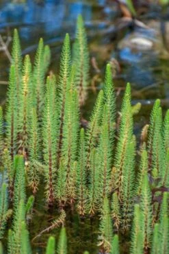 Hippuris Vulgaris M11 Cm