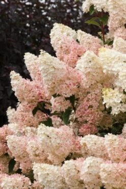 Hydrangea Paniculata Sundae Fraise C4 30-40 Cm