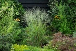 Panicum Virgatum 'Sangria' P9 Cm -Tuinbenodigdheden Verkoop 2024 87JC9CCR 9b38