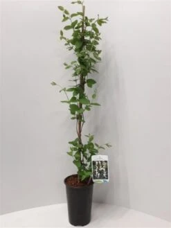 Lonicera Japonica 'Hall's Prolific' C2 60-80 Cm -Tuinbenodigdheden Verkoop 2024 88YWL6LH 1ad6