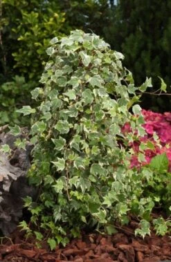 Hedera Helix 'White Ripple' C2 60-80 Cm