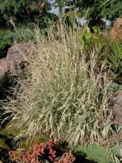 Phalaris Arundinacea 'Feesey' P9 Cm