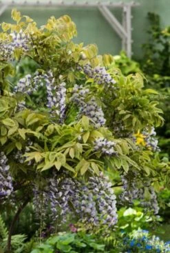 Wisteria Sinensis 'Prolific' C2 80-100 Cm -Tuinbenodigdheden Verkoop 2024 8EYN7H5J b263 1