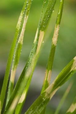 Miscanthus Sinensis 'Zebrinus' P9 Cm -Tuinbenodigdheden Verkoop 2024 8GZVNA6C 5f57