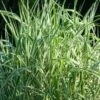 Miscanthus Sinensis 'Variegatus' C2 Cm