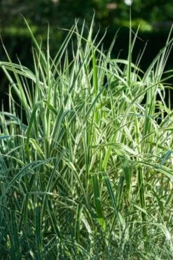 Miscanthus Sinensis 'Variegatus' C2 Cm