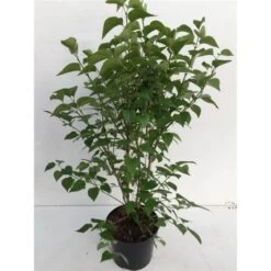 Syringa Vulgaris 'Monique Lemoine' C10 60-70 Cm -Tuinbenodigdheden Verkoop 2024 8K54V18V da6c