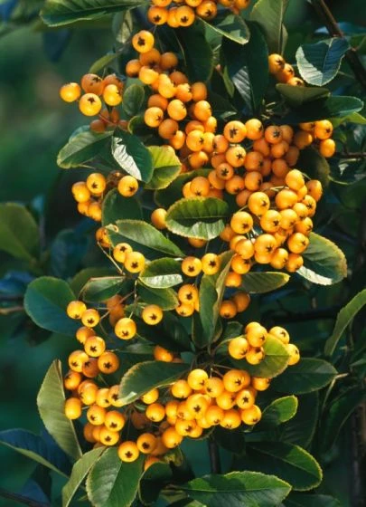 Pyracantha 'Soleil D'Or' C10 150-175 Cm 2 Pyracantha 'Soleil D'Or' C10 150-175 Cm - Afbeelding 2