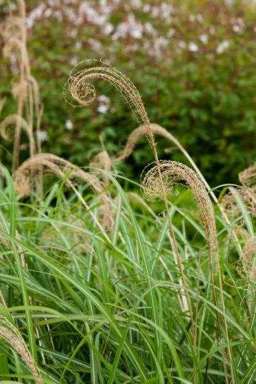 Miscanthus Sinensis C2 Cm 2 Miscanthus Sinensis C2 Cm - Afbeelding 2
