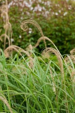 Miscanthus Sinensis P9 Cm -Tuinbenodigdheden Verkoop 2024 8L1SESSZ 2ce8
