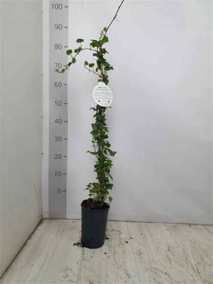 Hedera Helix 'Kolibri' C2 80-100 Cm 2 Hedera Helix 'Kolibri' C2 80-100 Cm - Afbeelding 2