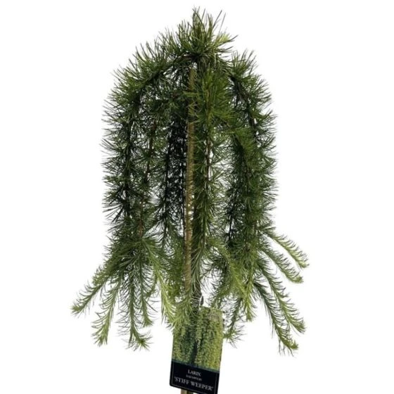 Larix Kaempferi 'Stiff Weeper' C7.5 Cm Stam 90 2 Larix Kaempferi 'Stiff Weeper' C7.5 Cm Stam 90 - Afbeelding 2