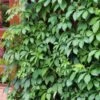 Parthenocissus Quinquefolia C1.5 60-80 Cm
