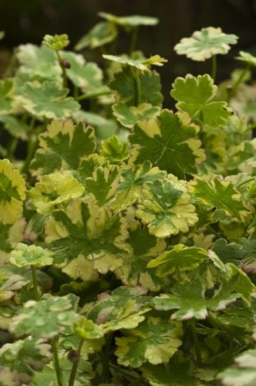 Hydrocotyle Sibthorpioides 'Variegata' M11 Cm 2 Hydrocotyle Sibthorpioides 'Variegata' M11 Cm - Afbeelding 2