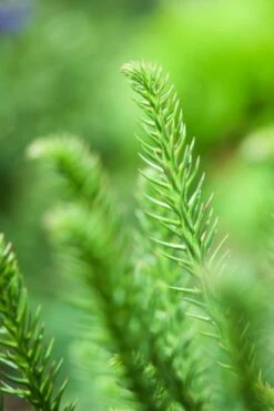 Cryptomeria Japonica 'Dinger' C10 30-40 Cm