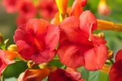 Campsis Tagliabuana 'Mme Galen' C2 80-100 Cm -Tuinbenodigdheden Verkoop 2024 8S2RY642 089d