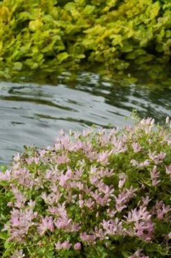 Anagallis Tenella M11 Cm
