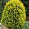 Thuja Occidentalis 'Golden Globe' C5 30-40 Cm