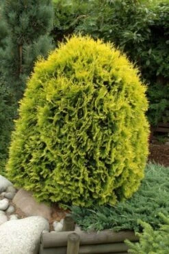 Thuja Occidentalis 'Golden Globe' C5 30-40 Cm