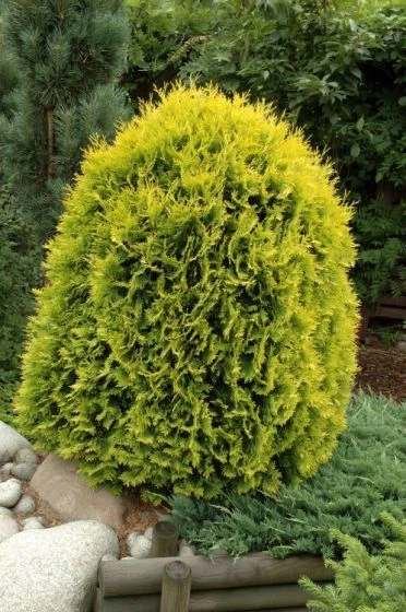 Thuja Occidentalis 'Golden Globe' C3.5 25-30 Cm 1 Thuja Occidentalis 'Golden Globe' C3.5 25-30 Cm