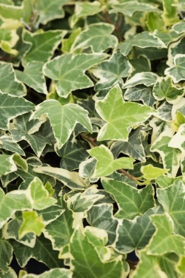 Hedera Helix 'Eva' C2 60-80 Cm 1 Hedera Helix 'Eva' C2 60-80 Cm