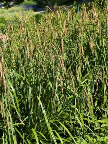 Carex Pendula C2 Cm 2 Carex Pendula C2 Cm - Afbeelding 2