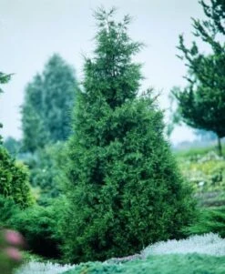 Juniperus Chinensis 'Keteleeri' C3 30-40 Cm