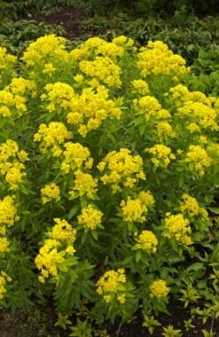 Euphorbia Palustris M18 Cm