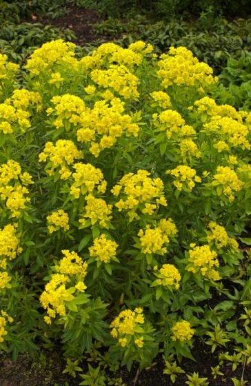 Euphorbia Palustris M18 Cm 1 Euphorbia Palustris M18 Cm