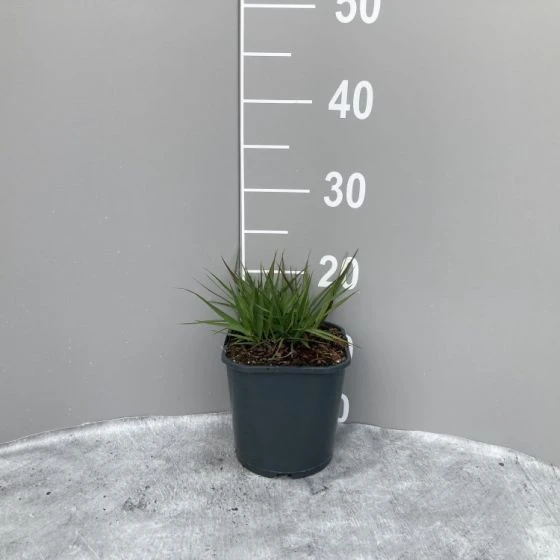 Molinia Caerulea 'Moorhexe' C2 Cm 2 Molinia Caerulea 'Moorhexe' C2 Cm - Afbeelding 2