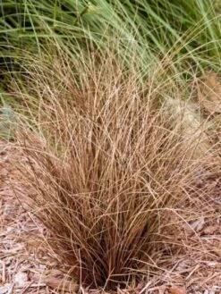 Carex Comans 'Bronco' P9 Cm