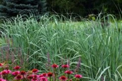 Panicum Virgatum P9 Cm