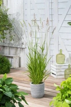 Phalaris Arundinacea P9 Cm