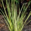 Acorus Calamus 'Variegatus' P9 Cm