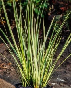Acorus Calamus 'Variegatus' P9 Cm