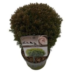 Thuja Occidentalis 'Teddy' C2 25-30 Cm