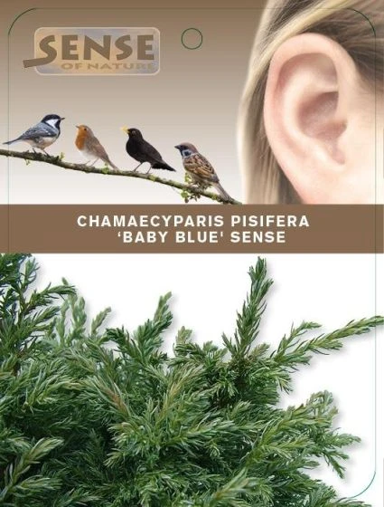Chamaecyparis Pisifera 'Baby Blue' C2 25-30 Cm 2 Chamaecyparis Pisifera 'Baby Blue' C2 25-30 Cm - Afbeelding 2