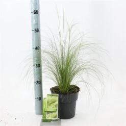 Stipa Tenuissima 'Ponytails' C2 20-25 Cm