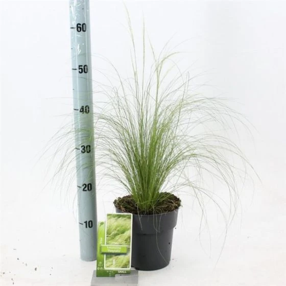Stipa Tenuissima 'Ponytails' C2 20-25 Cm 1 Stipa Tenuissima 'Ponytails' C2 20-25 Cm