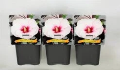 Hibiscus Moscheutos Carousel Jolly Heart C5 Cm -Tuinbenodigdheden Verkoop 2024 9C9SPDHN 3132
