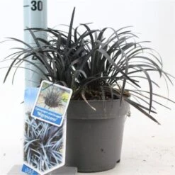 Ophiopogon Planiscapus 'Niger' C2 20-25 Cm -Tuinbenodigdheden Verkoop 2024 9D9HHVG4 4e62