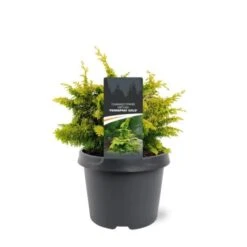 Chamaecyparis Obtusa 'Fernspray Gold' C3 20-25 Cm 5 Chamaecyparis Obtusa 'Fernspray Gold' C3 20-25 Cm -Tuinbenodigdheden Verkoop 2024 9E2WSWHV d64d