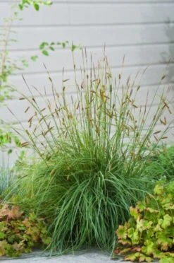 Carex Flacca 'Blue Zinger' P9 Cm